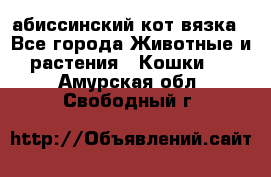 абиссинский кот вязка - Все города Животные и растения » Кошки   . Амурская обл.,Свободный г.